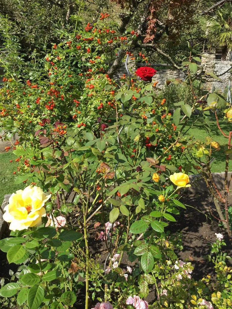 Чайная беседка