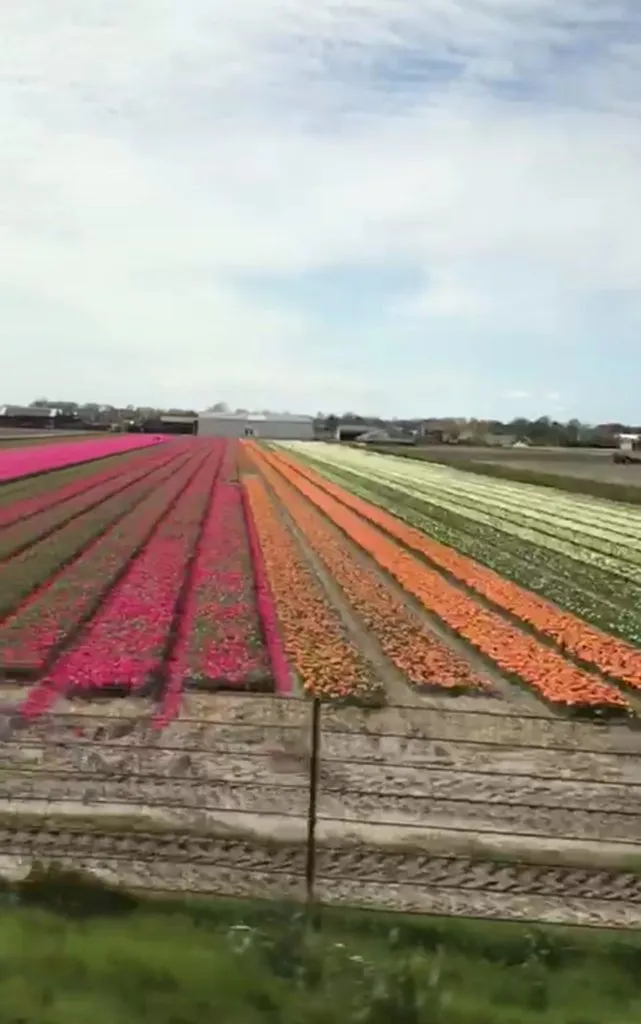 Чайная беседка