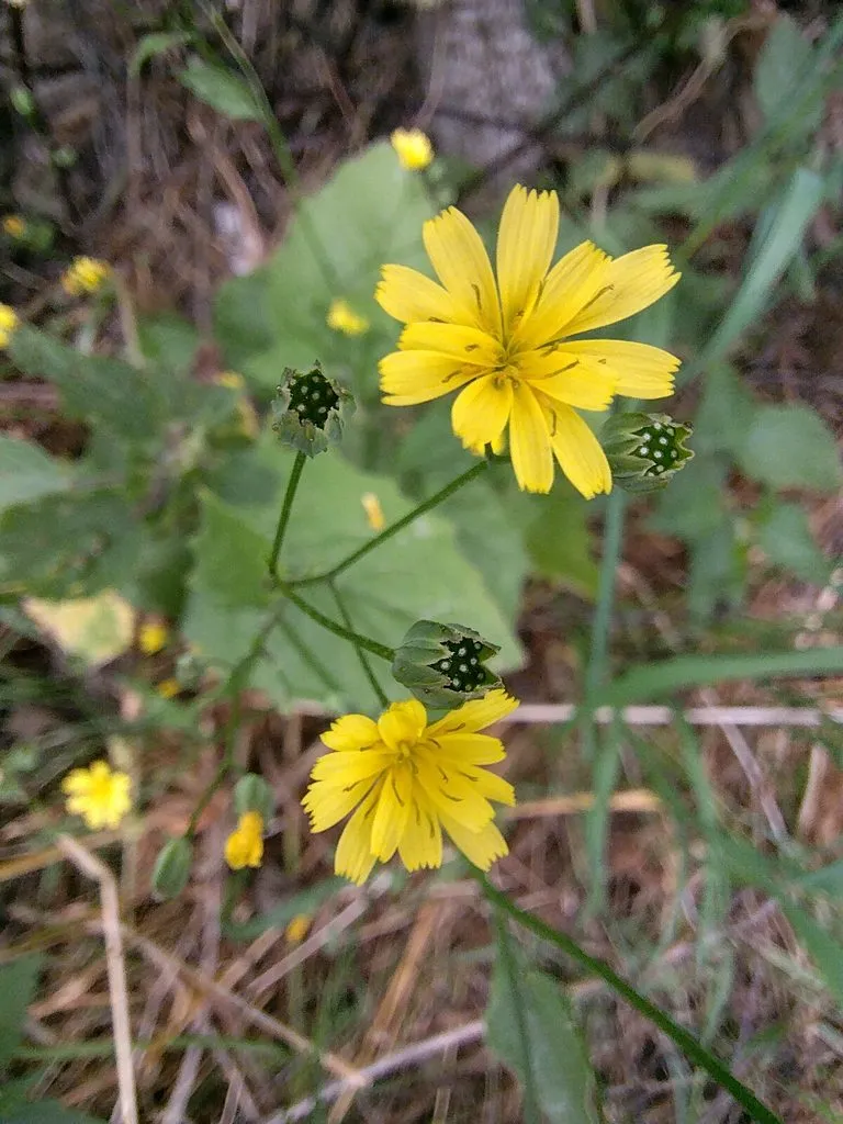 Чайная беседка