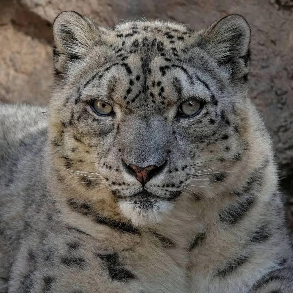Эти забавные животные
