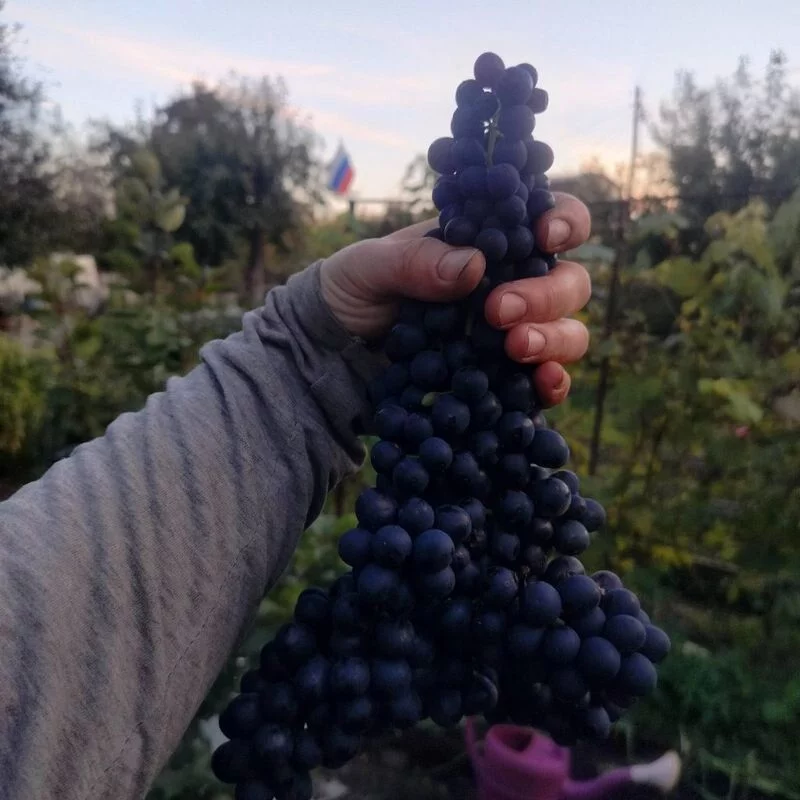 Чайная беседка