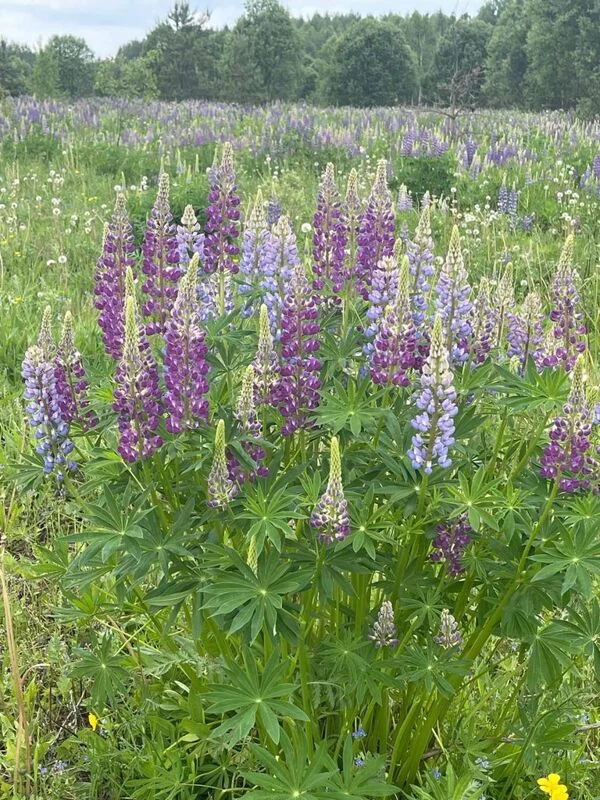 Чайная беседка