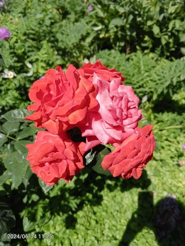 Чайная беседка