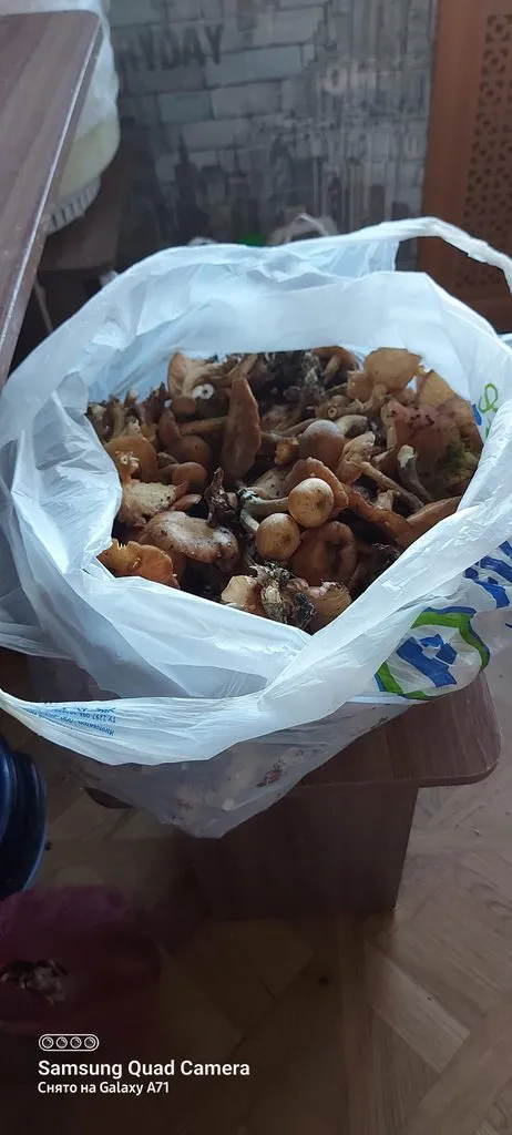 По грибы с лукошком