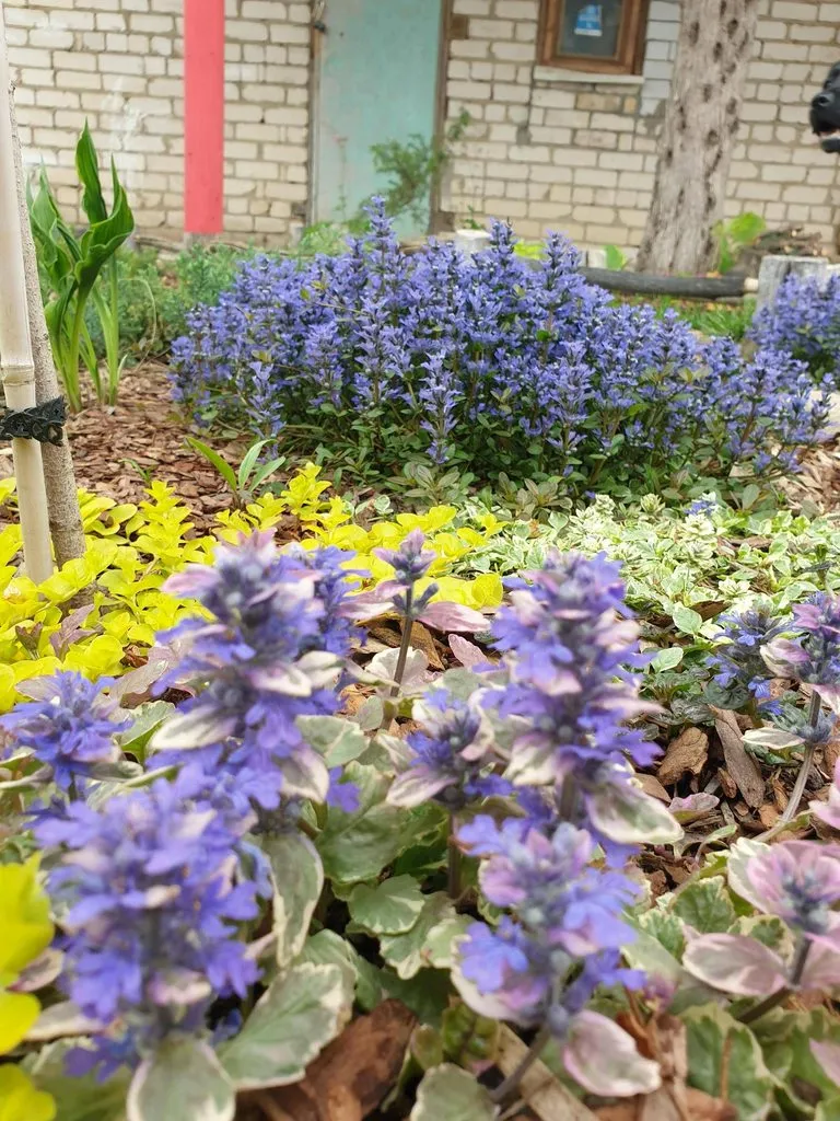 Чайная беседка