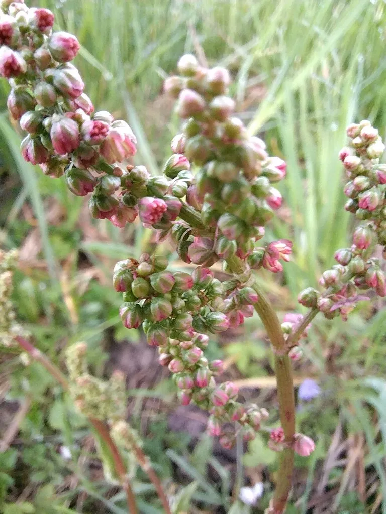 Чайная беседка