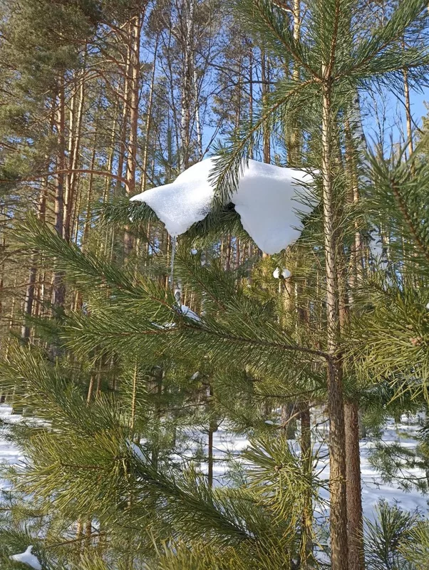 Фотонастроение