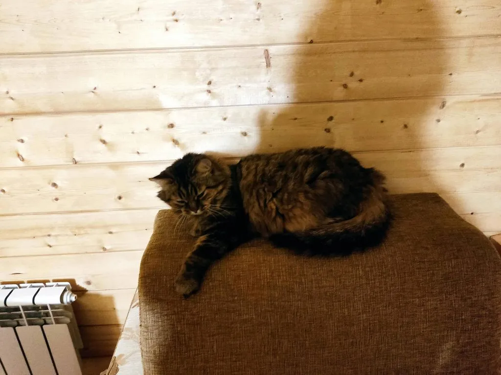 Tapтaлeтки & Ко