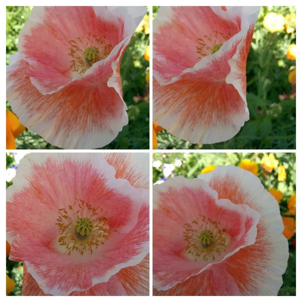 Чайная беседка