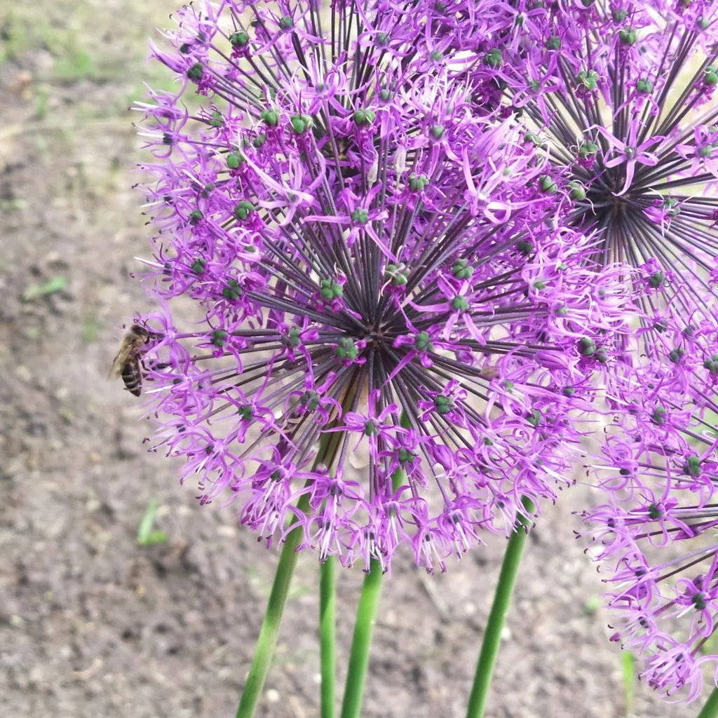 Чайная беседка