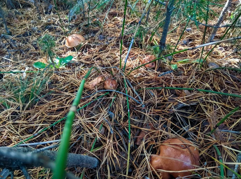 По грибы с лукошком