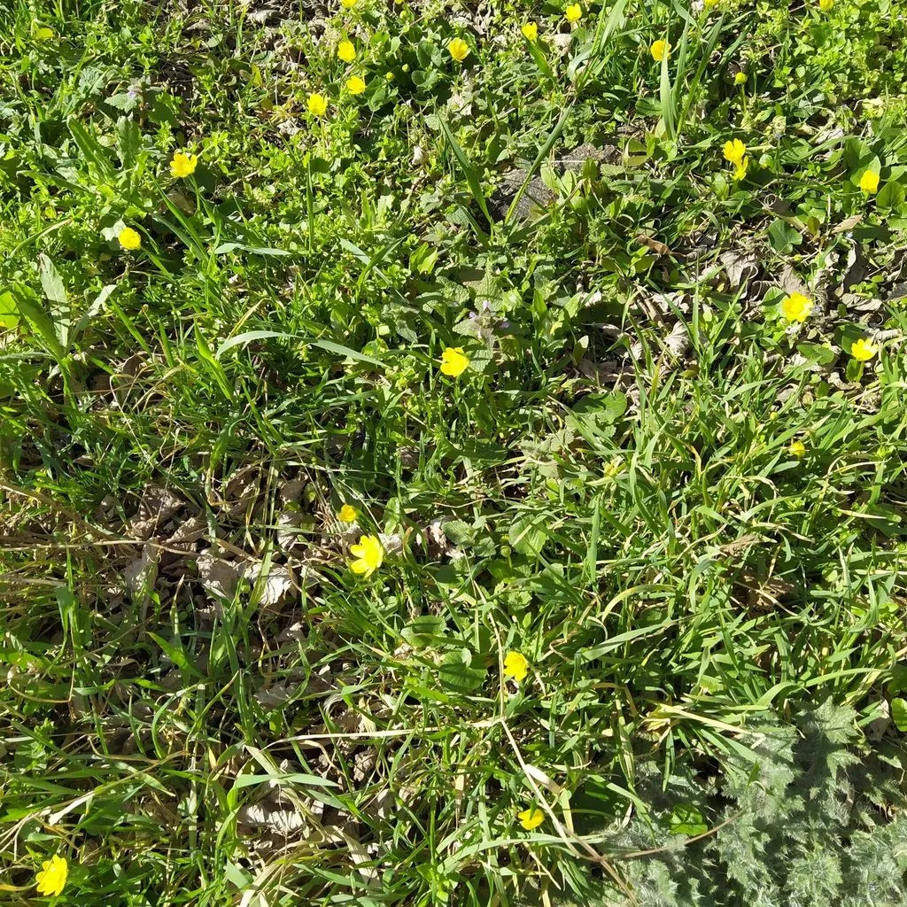 Чайная беседка