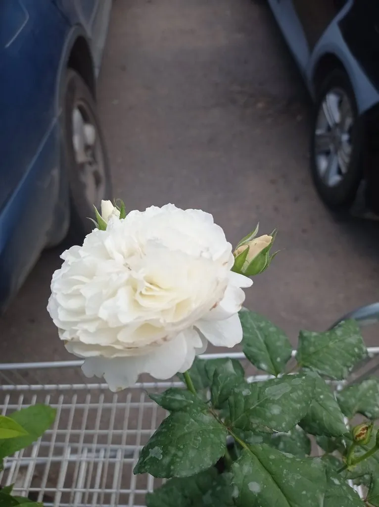 Флора