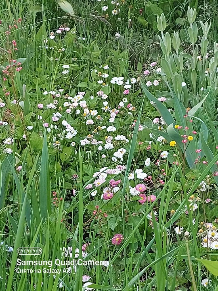 Чайная беседка