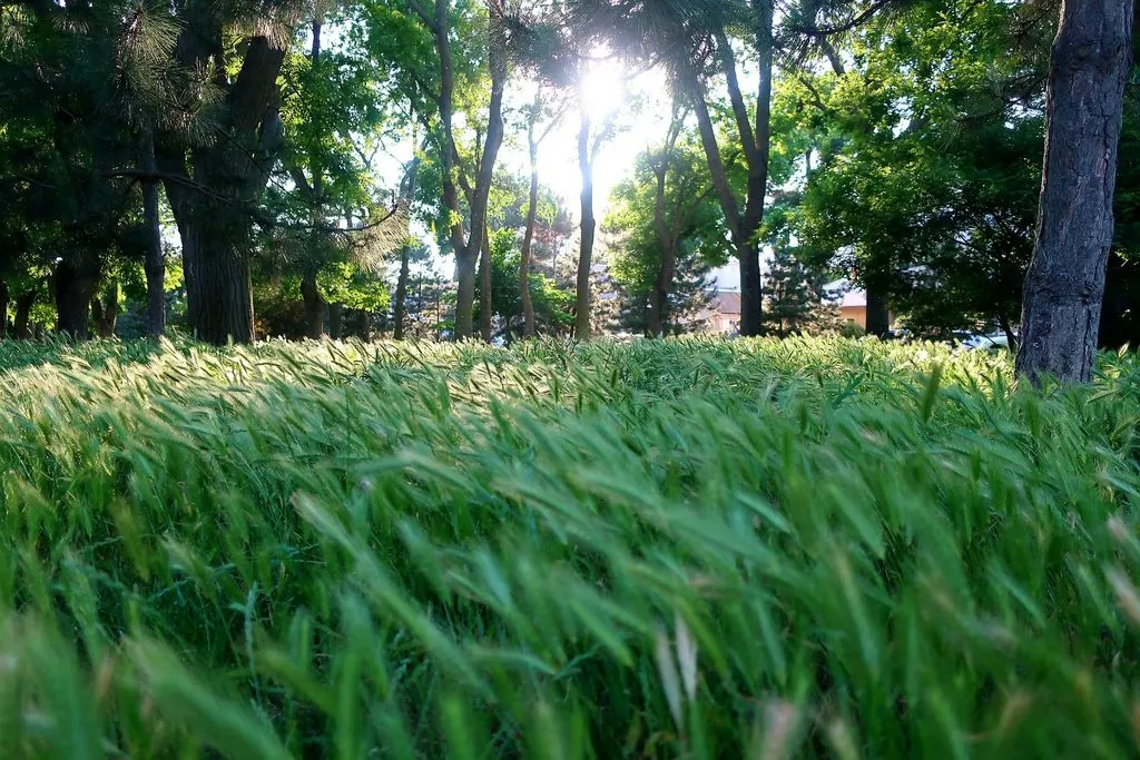 Чайная беседка