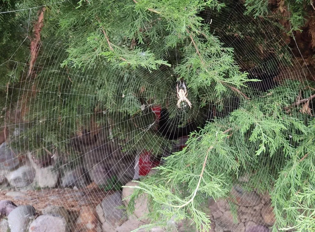 Чайная беседка