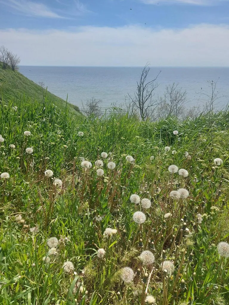 Чайная беседка