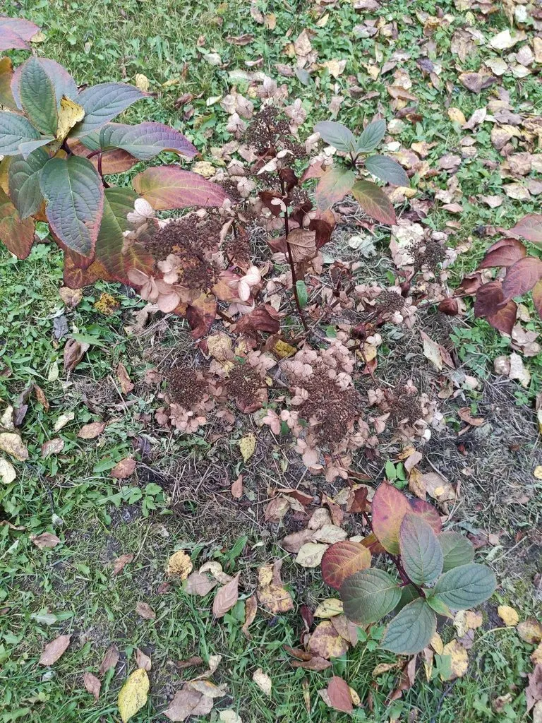 Кафе «У пани Сони»