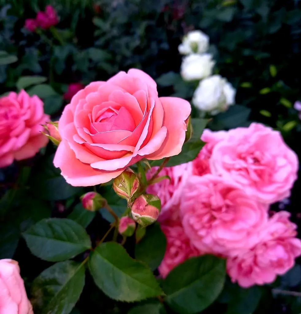 Чайная беседка