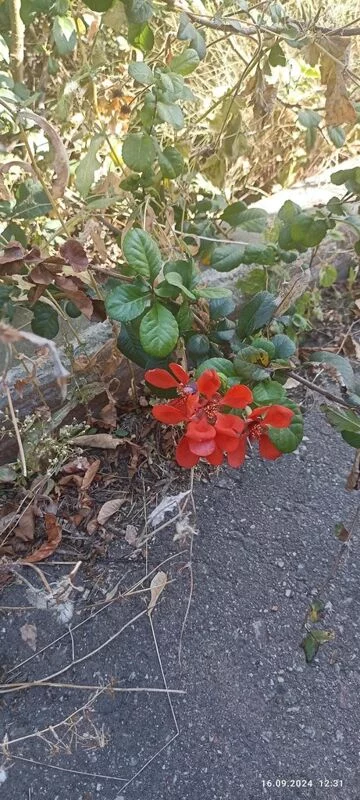 Tapтaлeтки & Ко