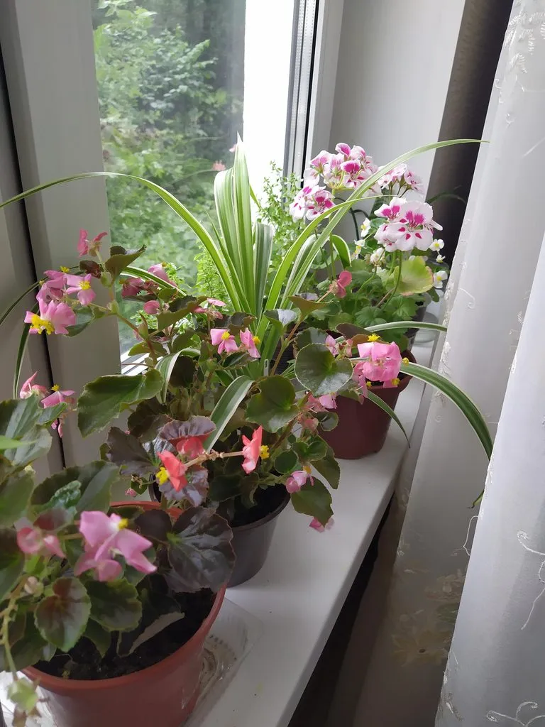 Чайная беседка