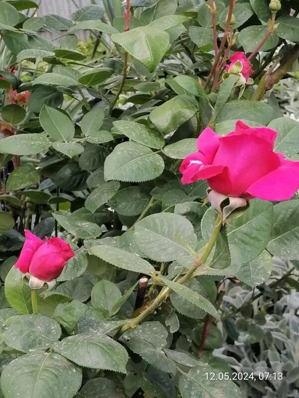 Чайная беседка