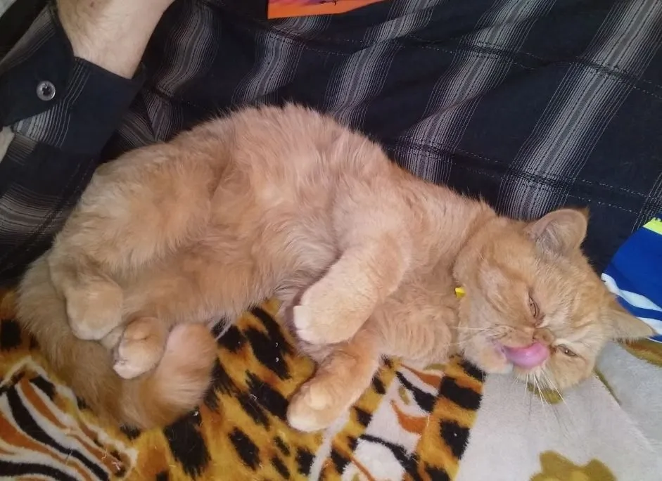 Чайная беседка