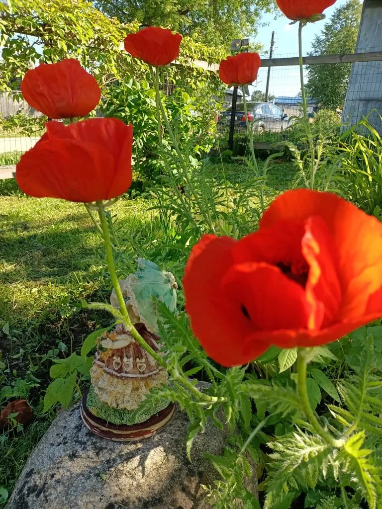 Чайная беседка