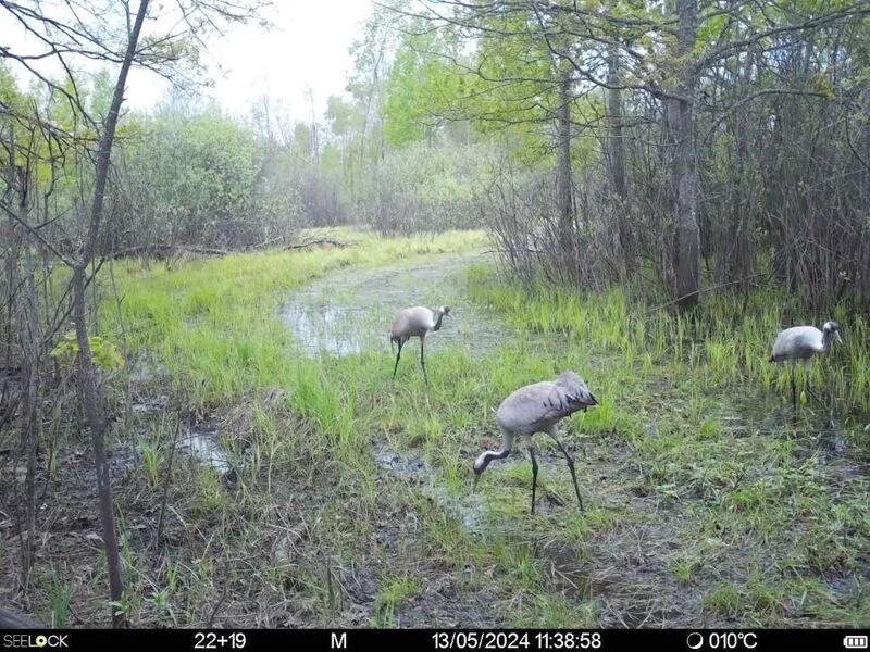 Чайная беседка