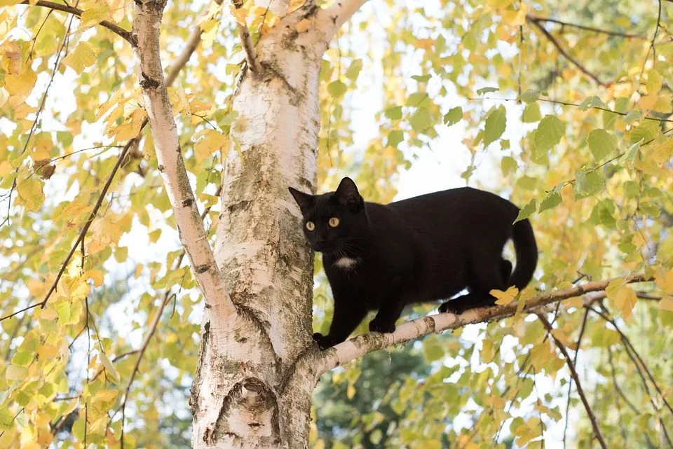 Что делать, если кошка залезла высоко на дерево?