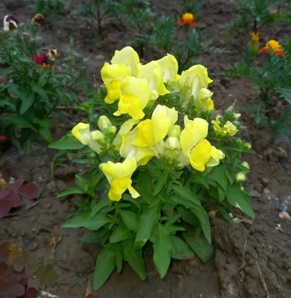 Чайная беседка