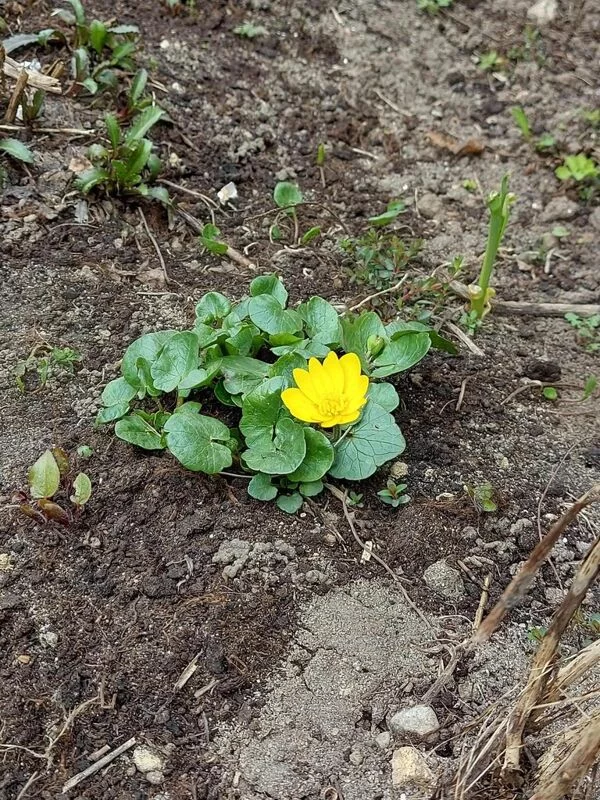 Чайная беседка