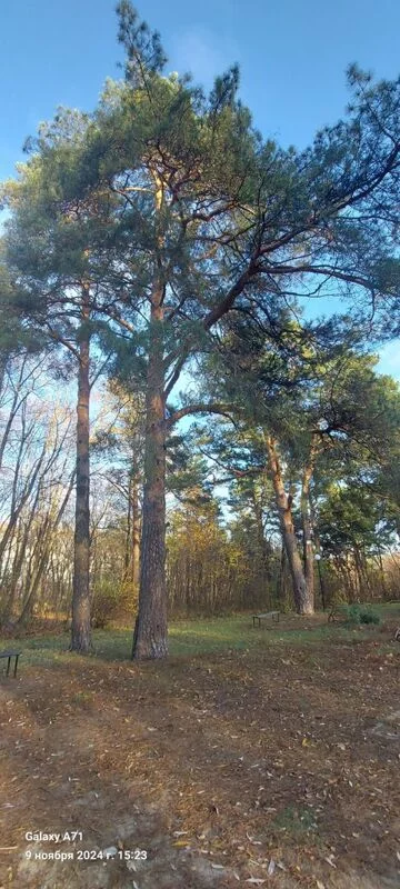 Чайная беседка