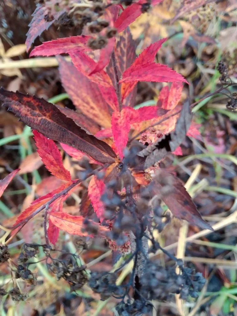 Чайная беседка