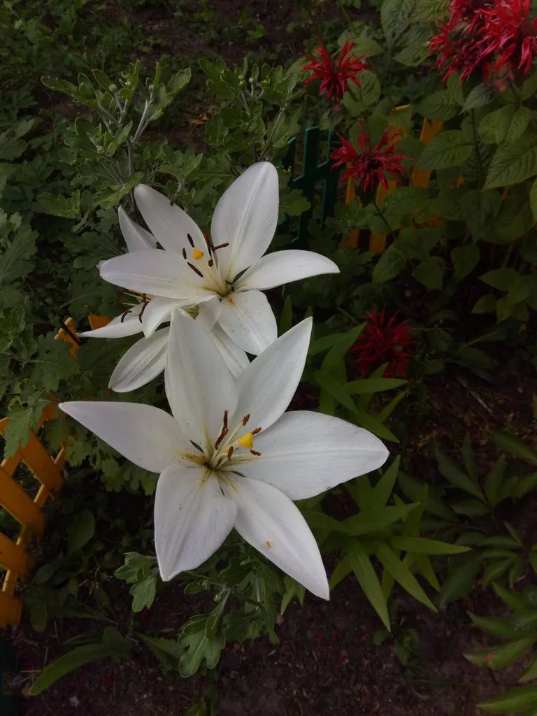 Чайная беседка