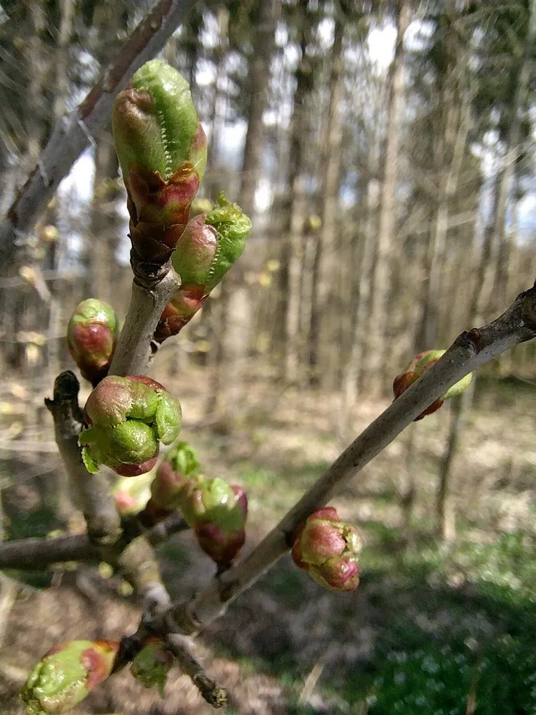 Чайная беседка