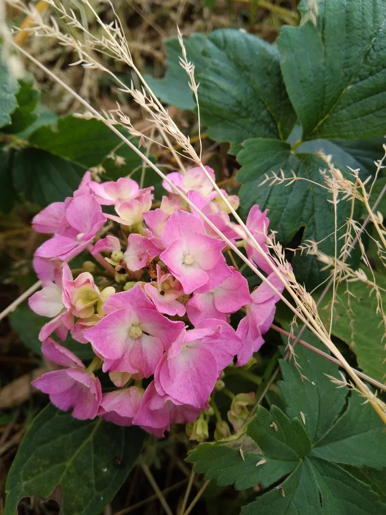 Чайная беседка