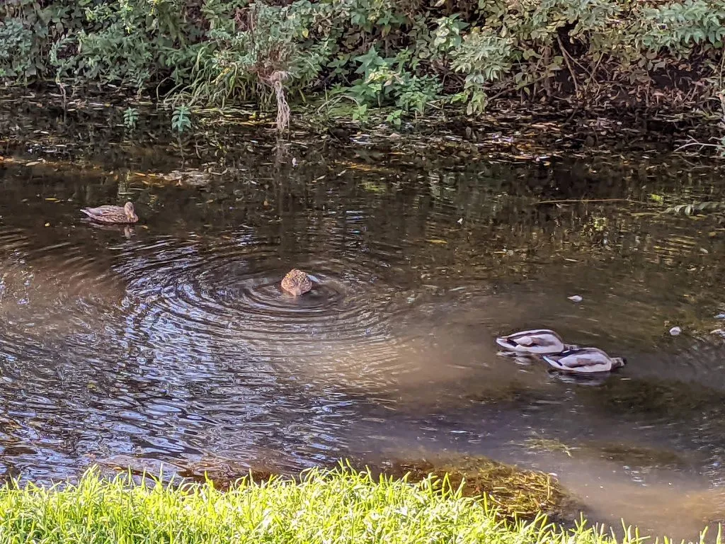 Чайная беседка