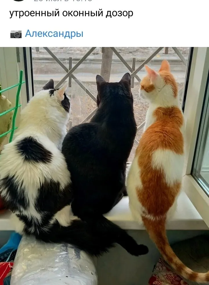 Кошичкина полиция