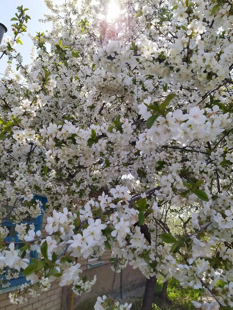 Чайная беседка