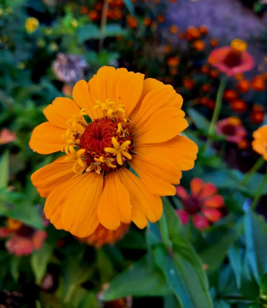 Чайная беседка