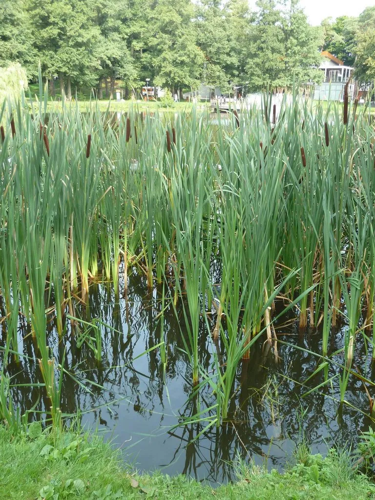 Флора