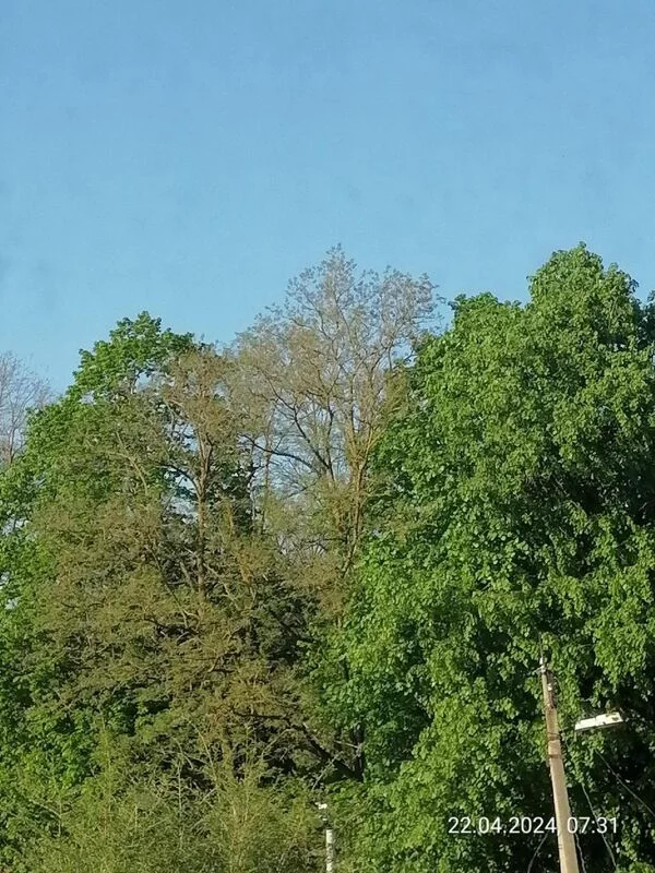 Такое разное небо