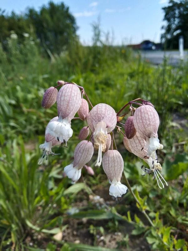 Чайная беседка