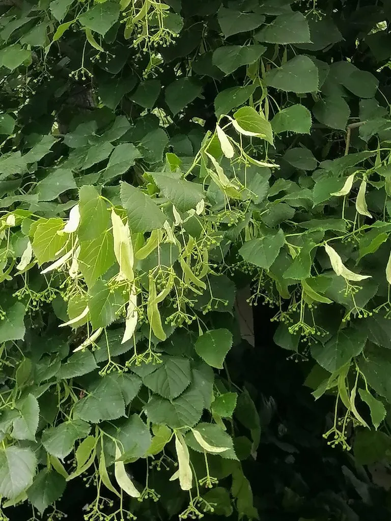 Чайная беседка