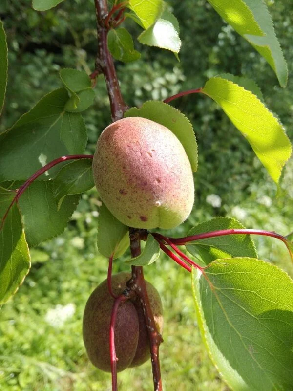 Чайная беседка
