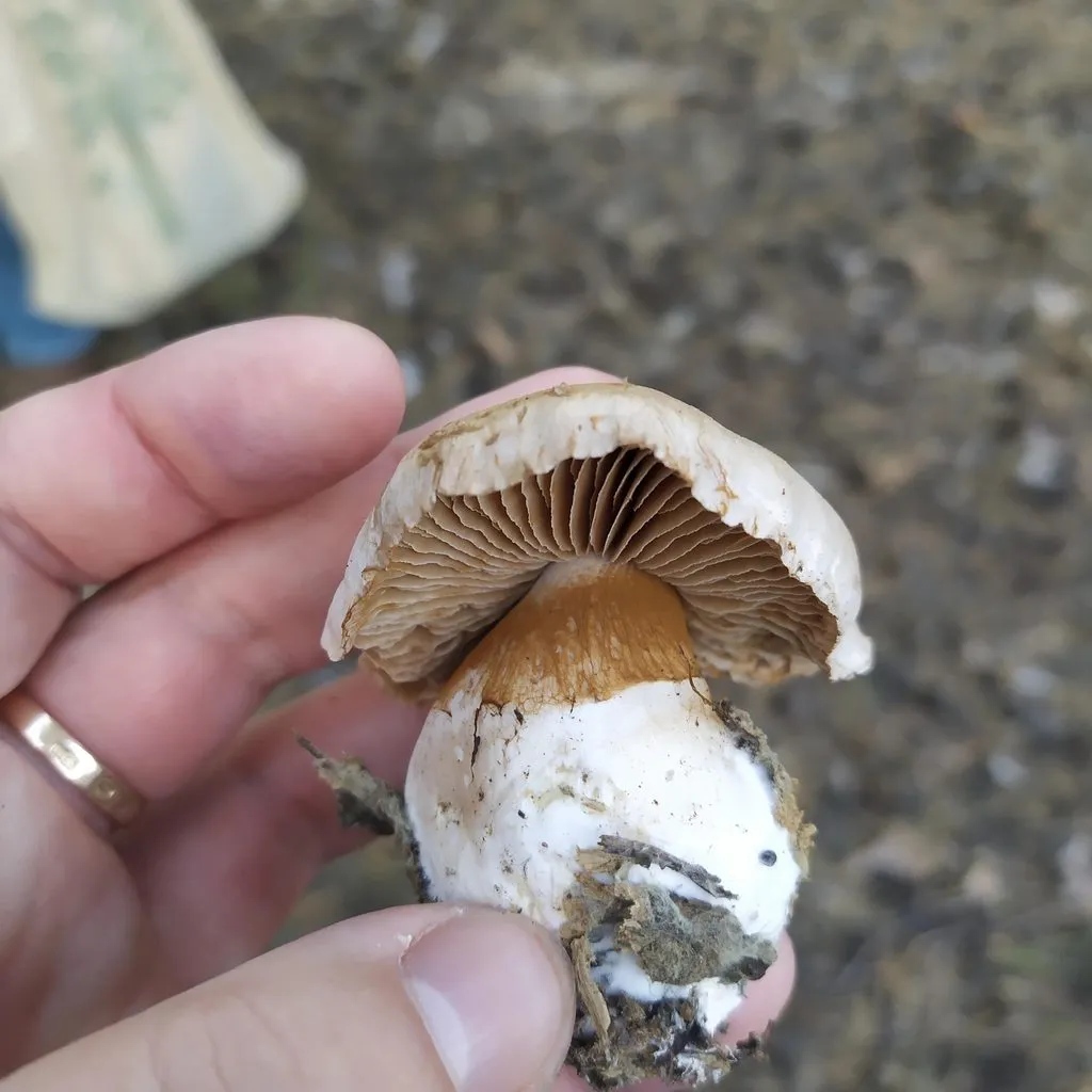 По грибы с лукошком