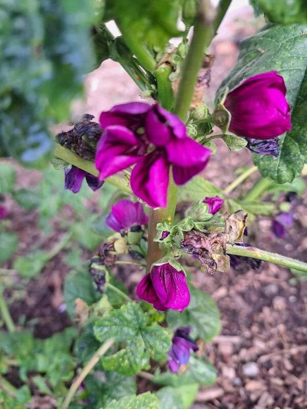 Чайная беседка