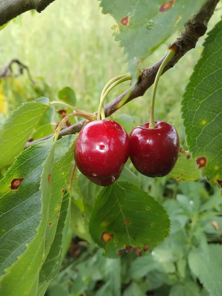 Чайная беседка