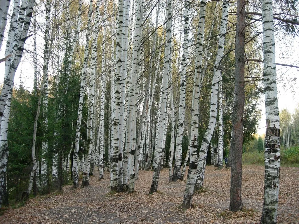 Фотонастроение